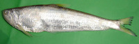 Setipinna taty, Scaly hairfin anchovy: fisheries