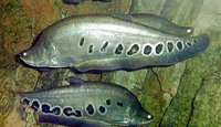 Chitala chitala, Clown knifefish: fisheries, aquaculture, gamefish, aquarium