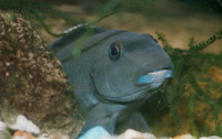 Steatocranus irvinei, Cichlid: