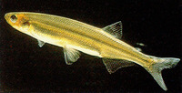 Retropinna retropinna, Cucumberfish: bait