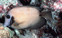 Acanthurus tristis, Indian Ocean mimic surgeonfish: aquarium