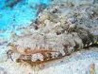 Onigocia pedimacula, :
