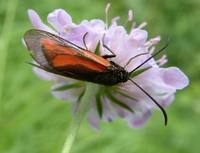 Zygaena purpuralis - Transparent Burnet