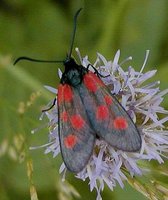 Zygaena viciae - New Forest Burnet