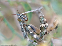 Blepharopsis mendica - Devil's Flower Mantis