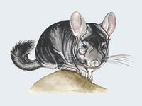 Image of: Chinchilla lanigera (chinchilla)