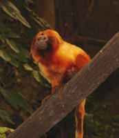 Image of: Leontopithecus rosalia (golden lion tamarin)