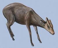 Image of: Muntiacus feae (Fea's muntjac)