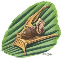 Image of: Myzopoda aurita (sucker-footed bat)