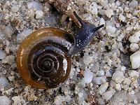 Oxychilus draparnaudi - dark-bodied glass-snail