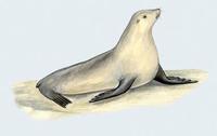 Image of: Phocarctos hookeri (New Zealand sea lion)
