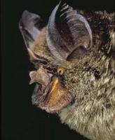 Image of: Rhinolophus virgo (yellow-faced horseshoe bat)