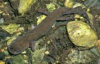 Image of: Dicamptodon ensatus (California giant salamander)