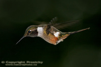 Calliphlox bryantae - Magenta-throated Woodstar