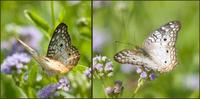 Image of: Anartia jatrophae (white peacock)