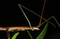 Image of: Diapheromera femorata (common walkingstick)