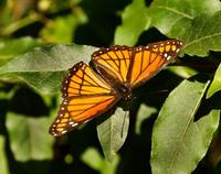 Image of: Limenitis archippus (viceroy)