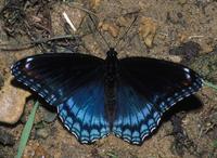 Image of: Limenitis arthemis (white admiral)