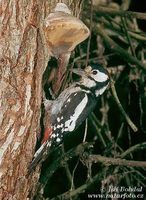 Dendrocopos major - Great Spotted Woodpecker