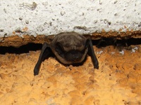 Vespertilio murinus - Parti-coloured Bat