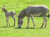 Equus africanus somaliensis