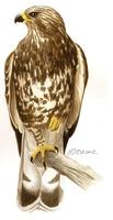 Image of: Buteo lagopus (rough-legged hawk)