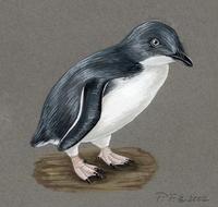 Image of: Eudyptula minor (little penguin)