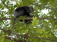 Trachypithecus vetulus - Purple-faced Leaf Monkey