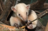 Tamandua tetradactyla - Southern Tamandua