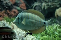 Zebrasoma veliferum - Desjardin's Sailfin Tang