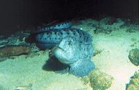 Anarrhichthys ocellatus - Doctorfish