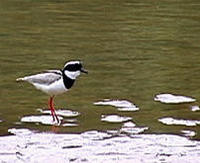 Image of: Vanellus cayanus (pied lapwing)