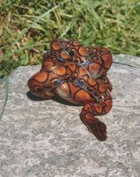 Epicrates cenchria cenchria - Brazilian Rainbow Boa