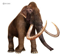 Mammoth Imperator