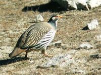 Tibetan Snowcock - Tetraogallus tibetanus