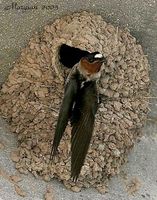 Cliff Swallow - Hirundo pyrrhonota