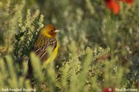 Red-headed Bunting - Emberiza bruniceps