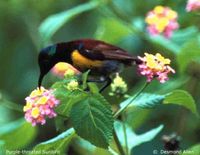 Purple-throated Sunbird - Leptocoma sperata