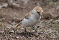 Hume's Groundpecker - Pseudopodoces humilis