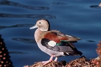 Ringed Teal - Callonetta leucophrys