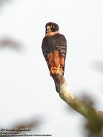Bat Falcon - Falco rufigularis