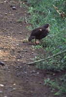 Hildebrandt's Francolin - Francolinus hildebrandti