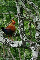 Ceylon Junglefowl - Gallus lafayetii