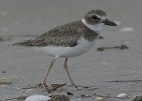 Wilson's Plover - Charadrius wilsonia