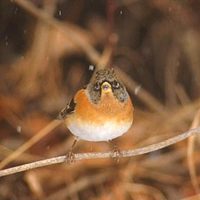 Brambling (Fringilla montifringilla) photo