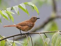 White-lined Tanager (Tachyphonus rufus) photo