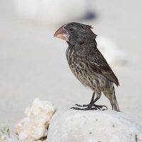 Large Ground-Finch (Geospiza magnirostris) photo