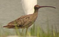 Far Eastern Curlew - Numenius madagascariensis