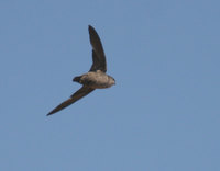 Vaux's Swift - Chaetura vauxi