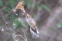 Broad-tipped Hermit - Anopetia gounellei